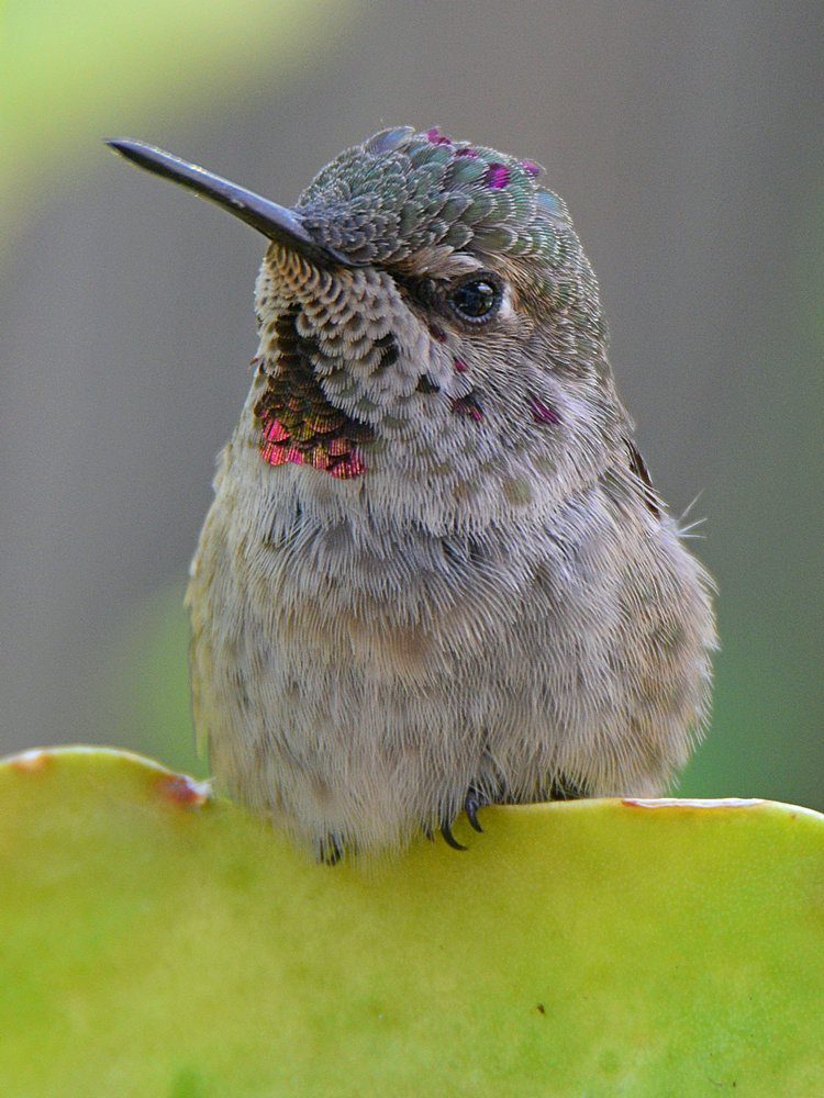 Hummer16.jpg