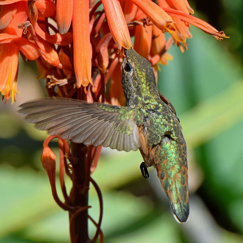 Hummer16.jpg