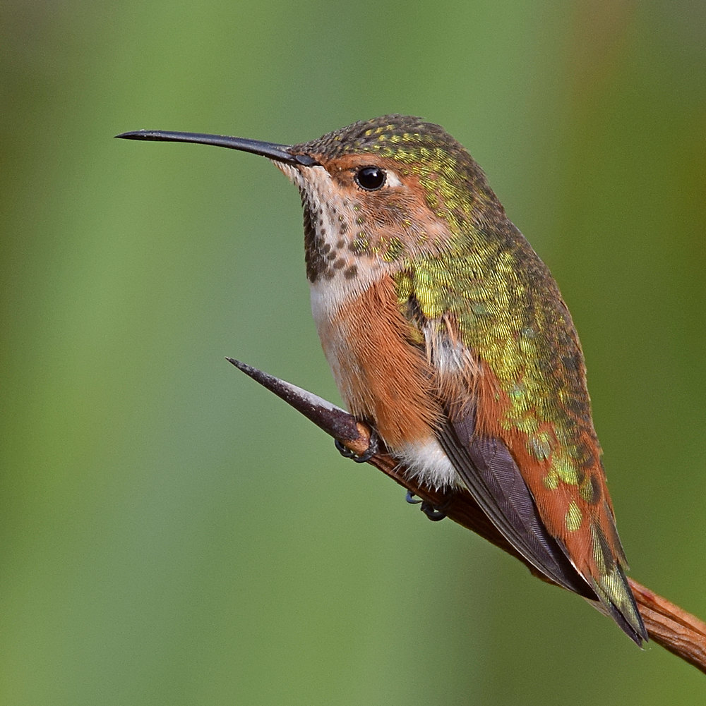 Hummer16.jpg
