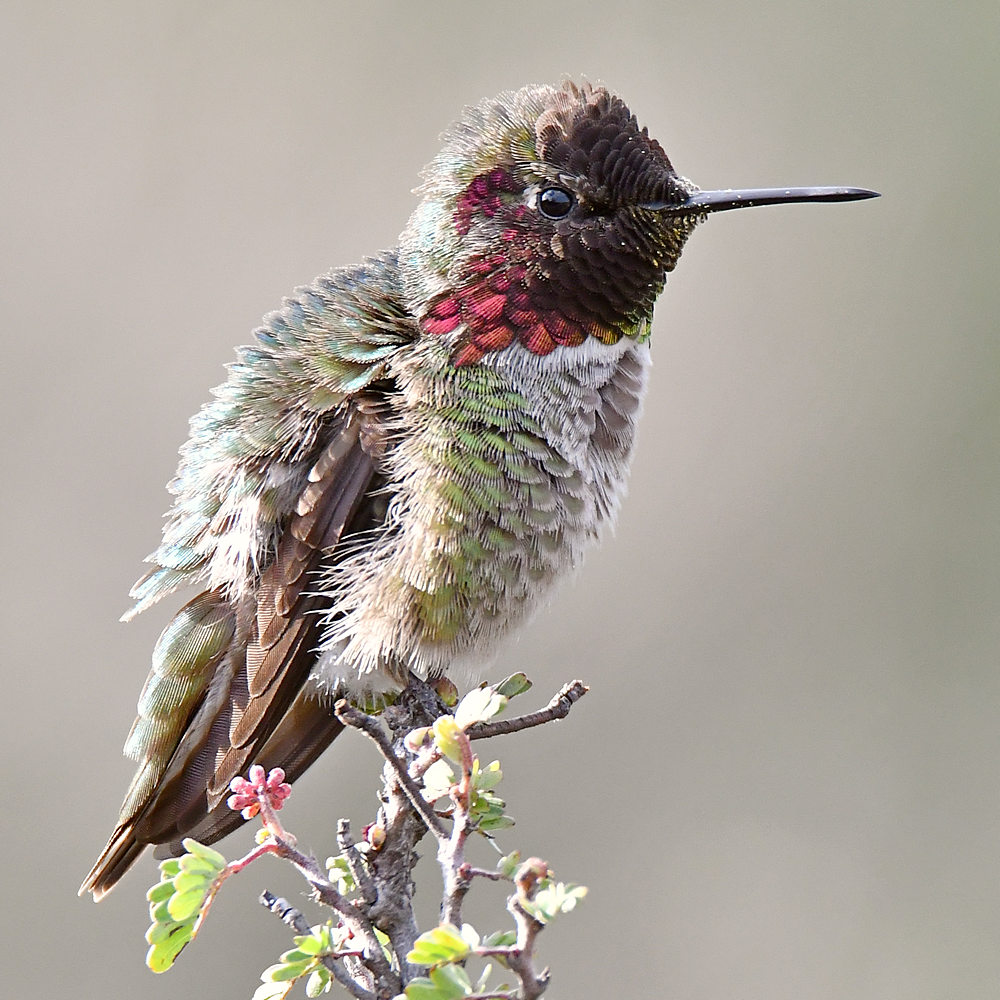 Hummer16.jpg