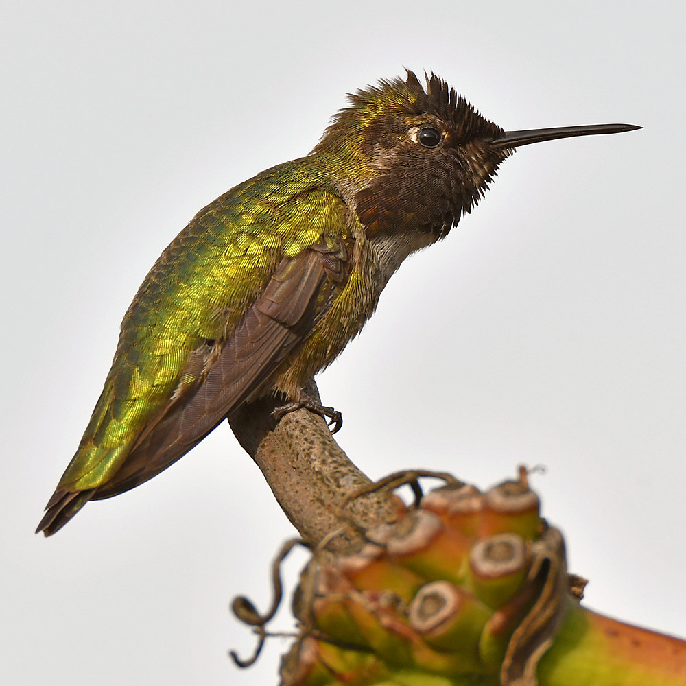Hummer16.jpg