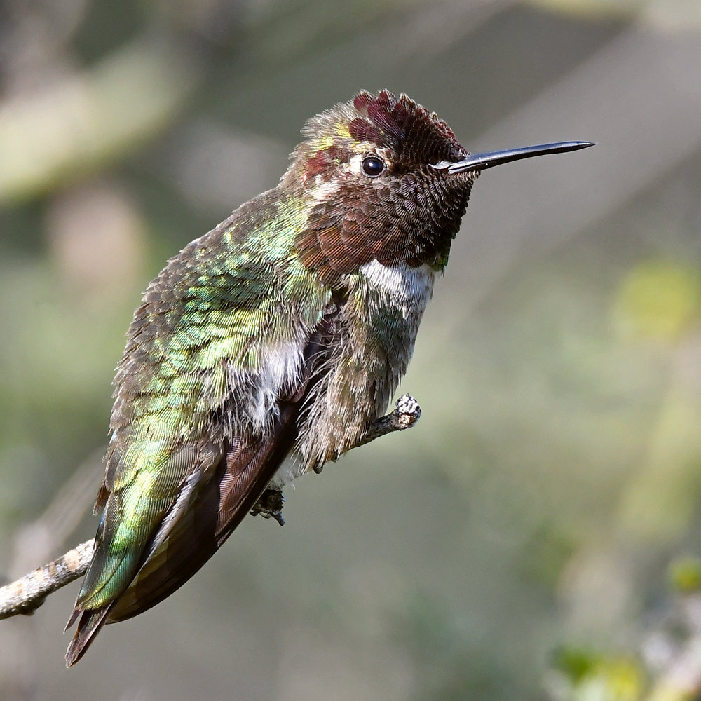 Hummer16.jpg