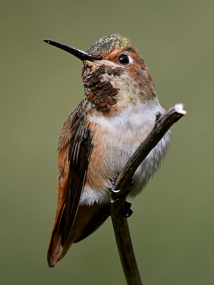 Hummer16.jpg