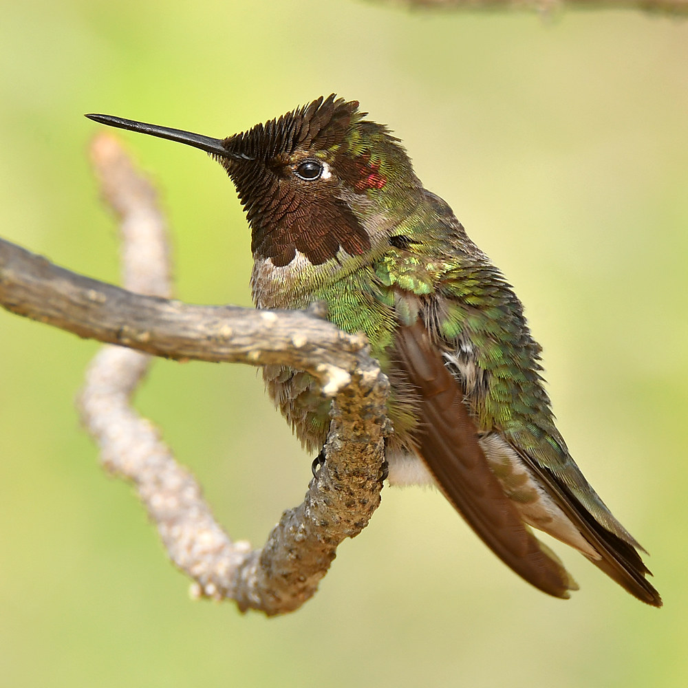 Hummer16.jpg