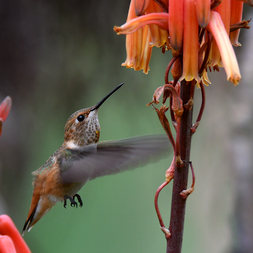 Hummer16.jpg