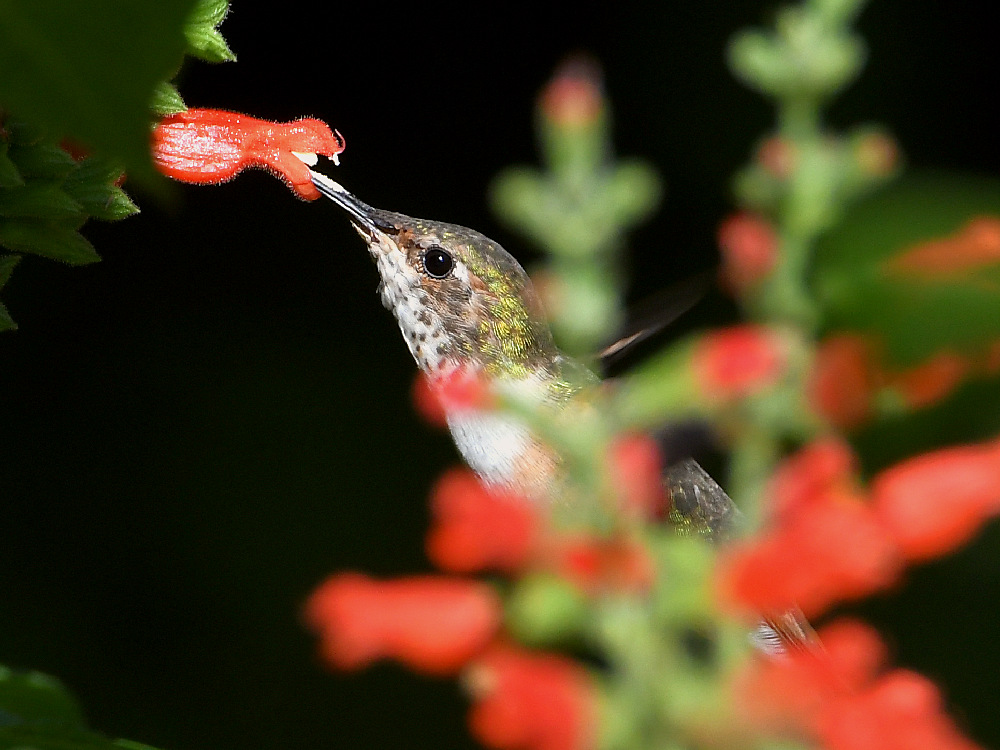 Hummer16.jpg