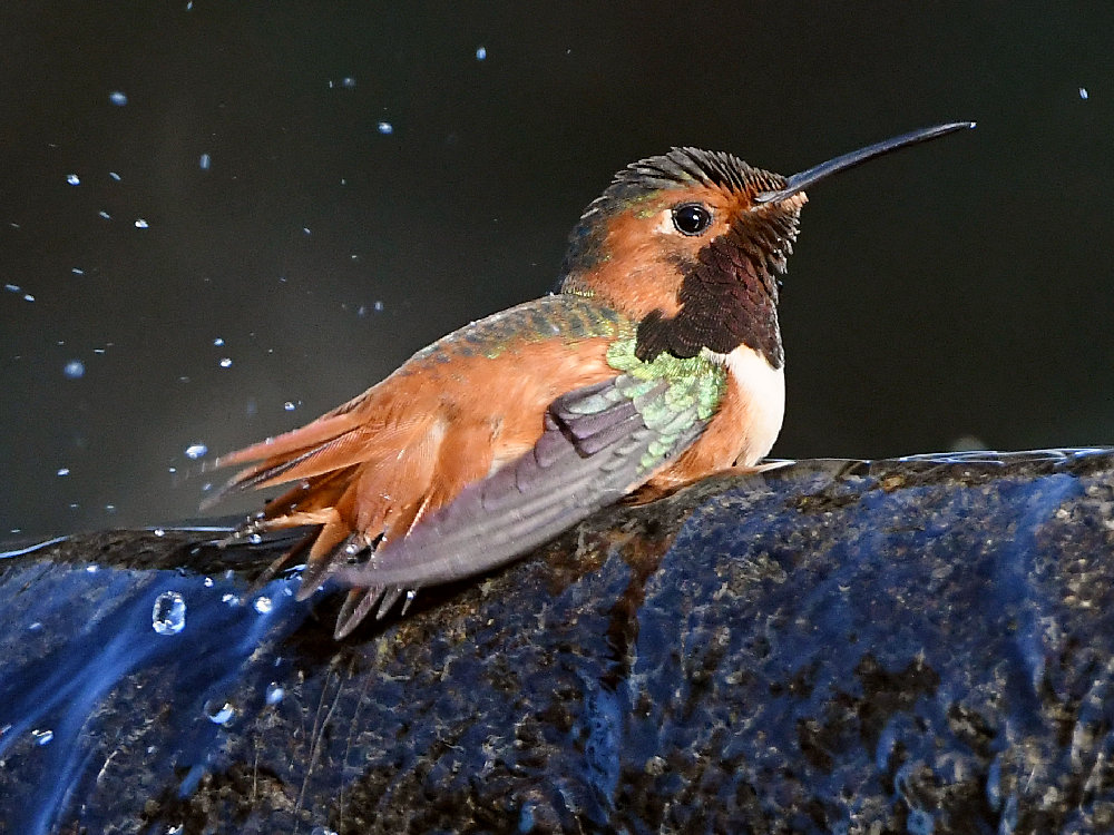 Hummer16.jpg