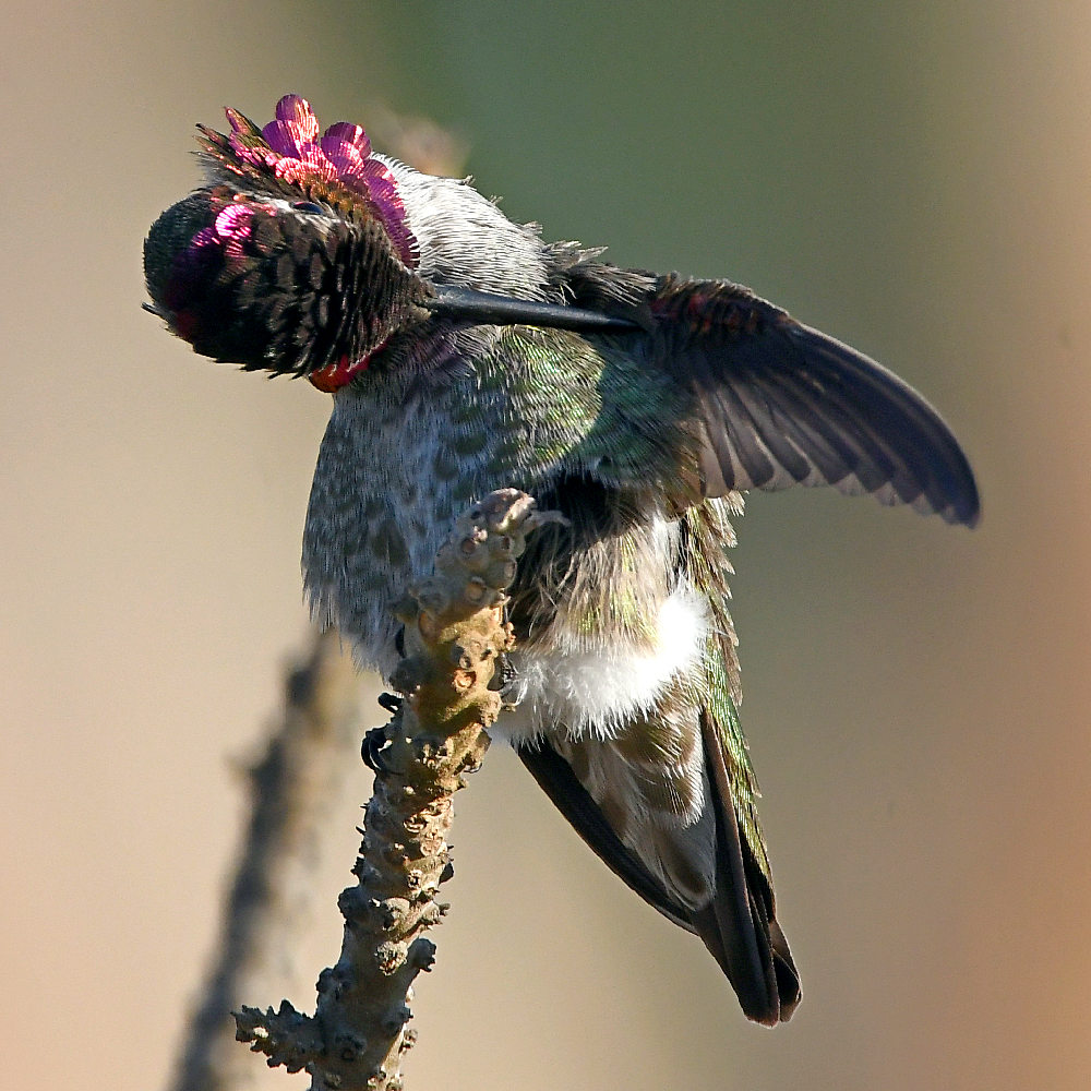Hummer16.jpg