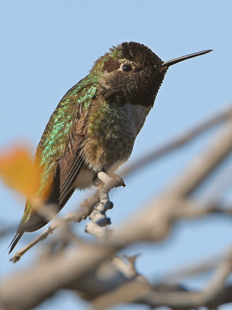 Hummer16.jpg