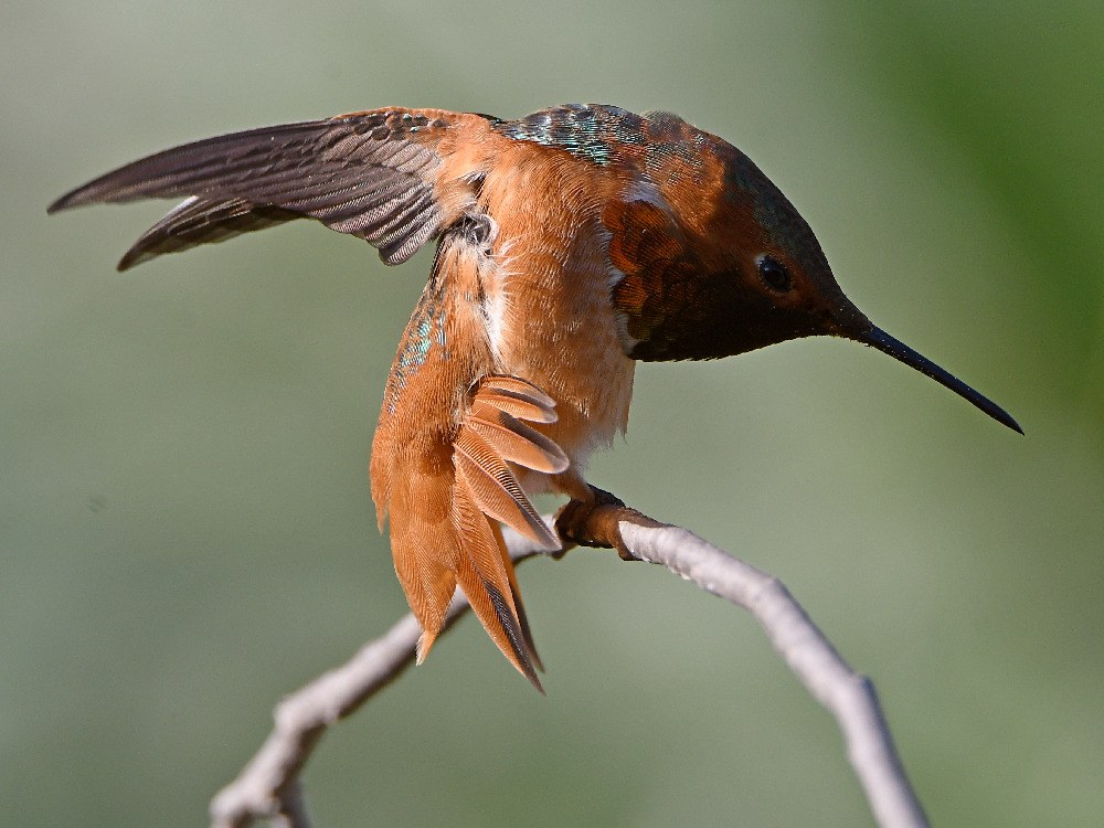 Hummer16.jpg