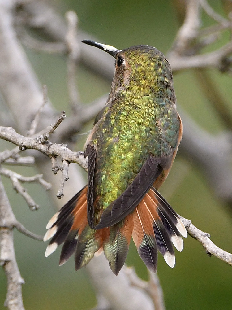 Hummer16.jpg