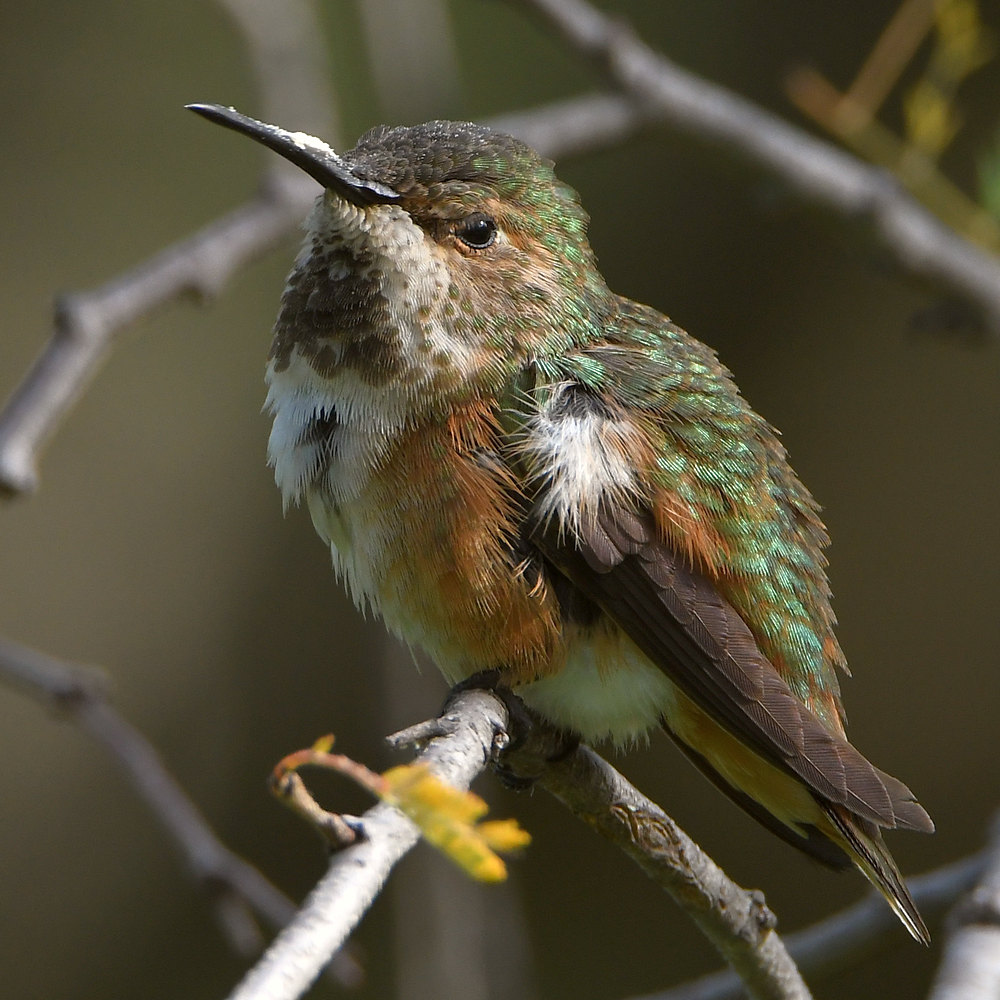 Hummer16.jpg