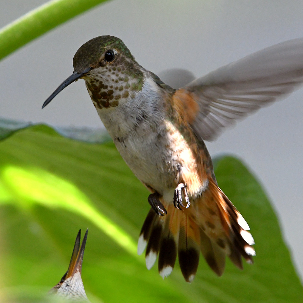 Hummer16.jpg