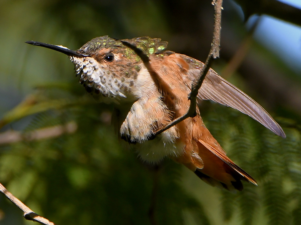 Hummer16.jpg