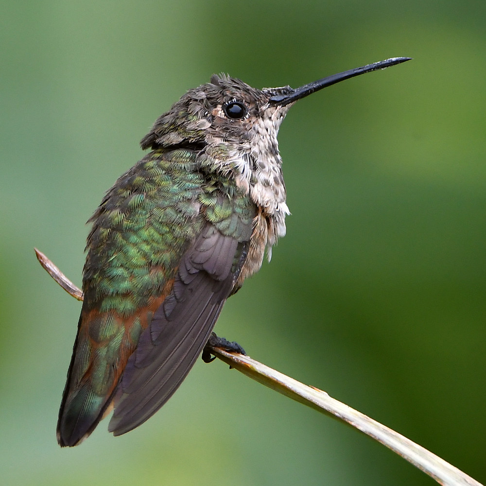 Hummer16.jpg