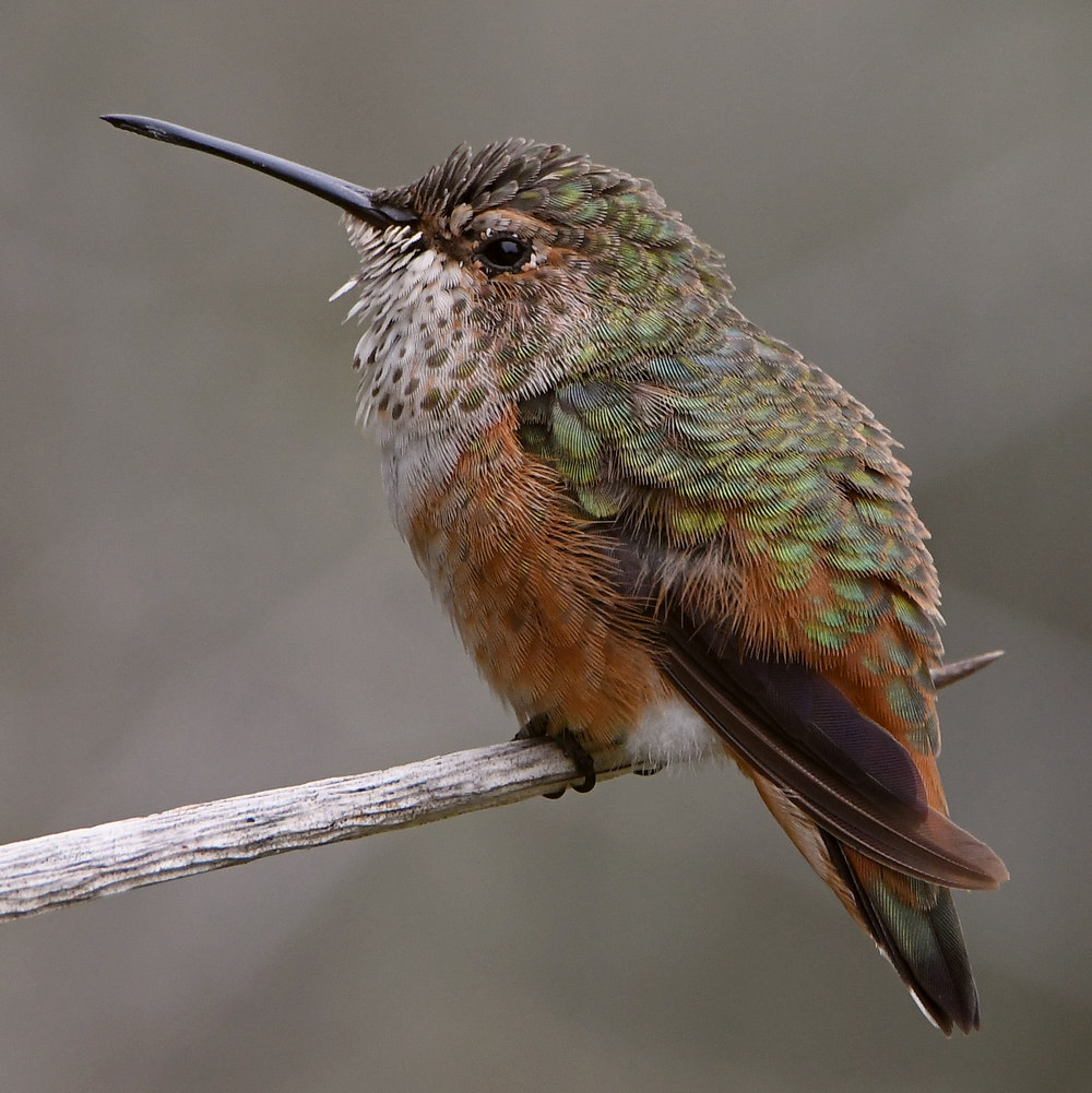 Hummer16.jpg