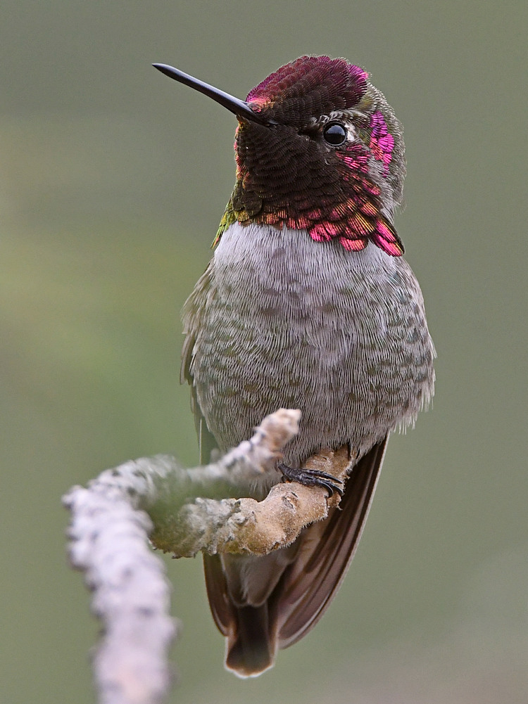 Hummer16.jpg