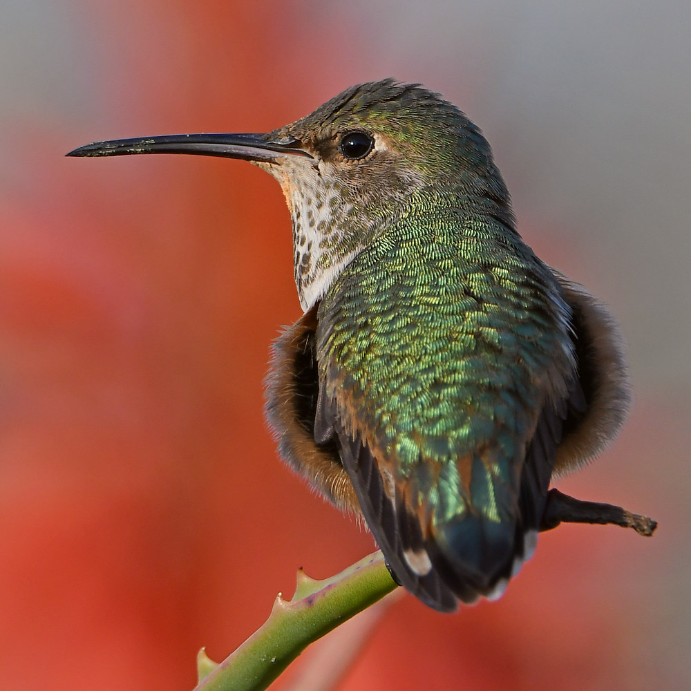 Hummer16.jpg
