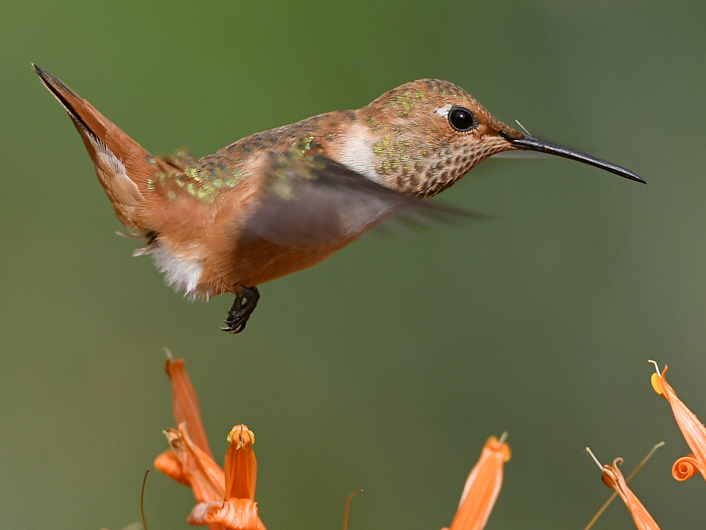 Hummer16.jpg