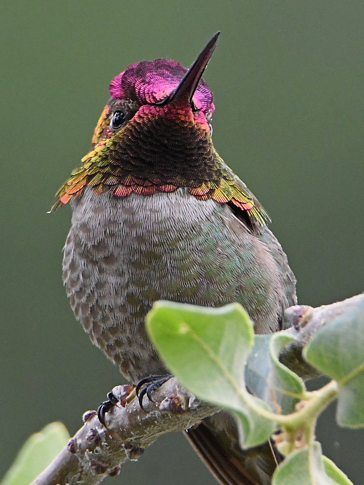 Hummer16.jpg