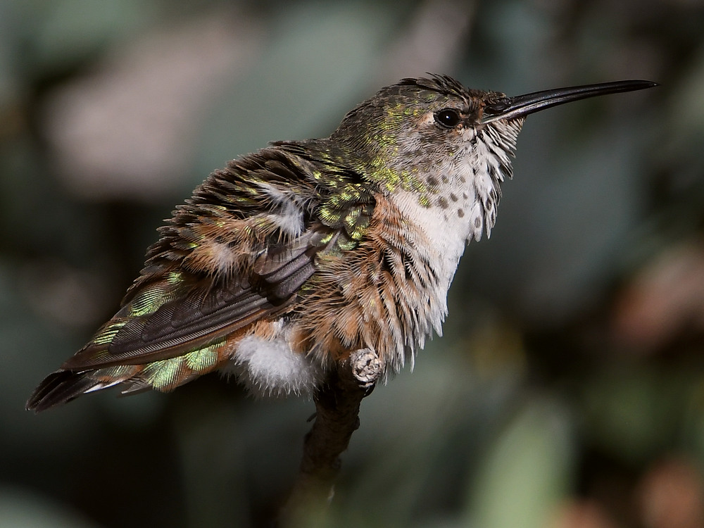 Hummer16.jpg