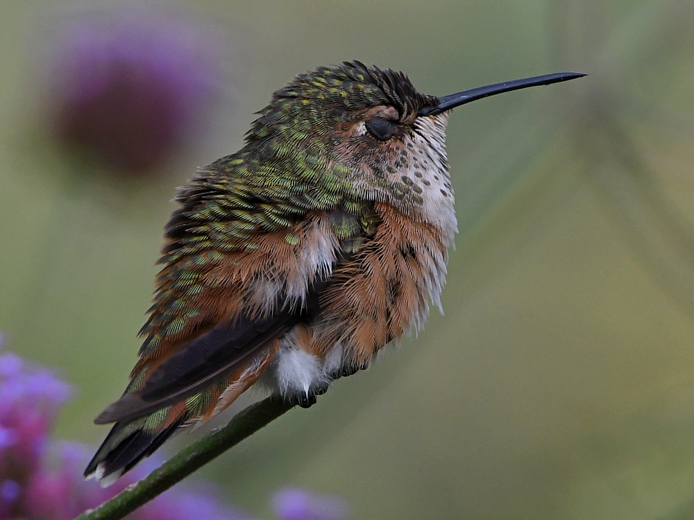Hummer16.jpg