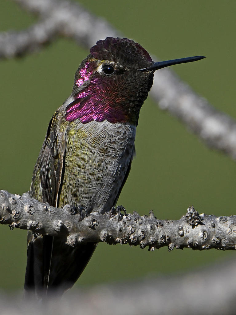 Hummer16.jpg