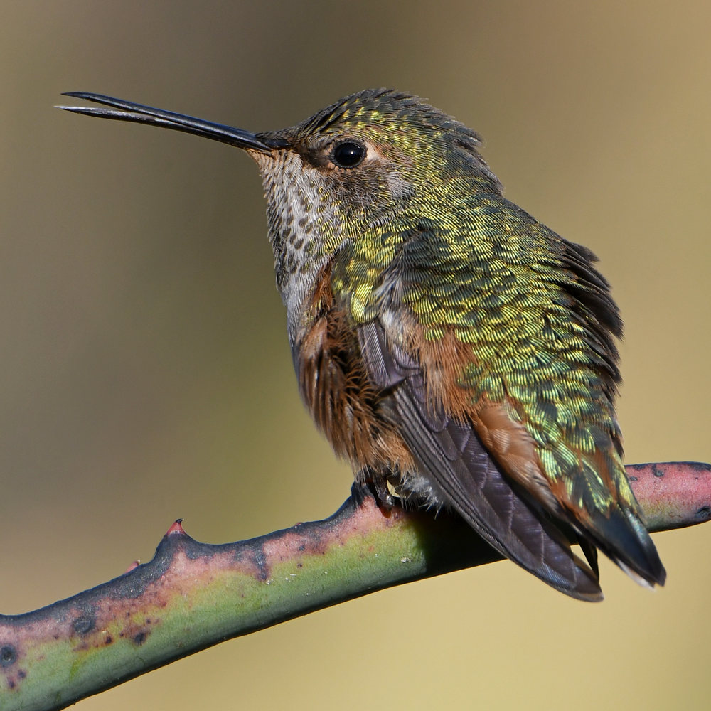 Hummer16.jpg