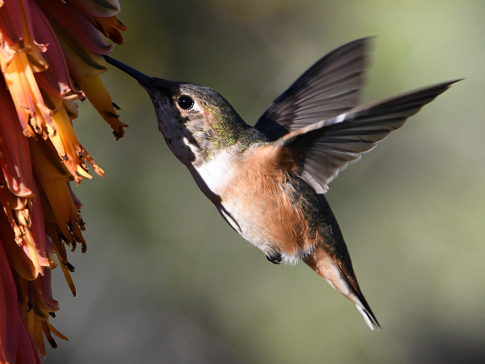 Hummer16.jpg