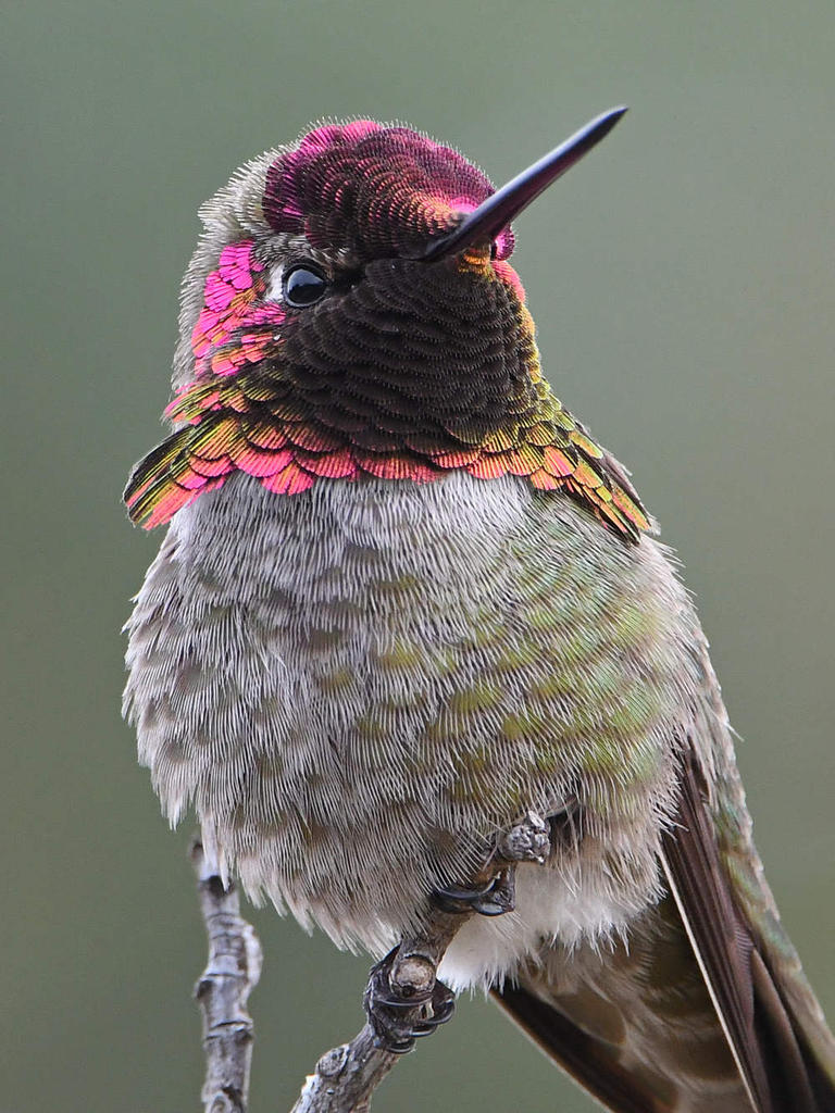 Hummer16.jpg