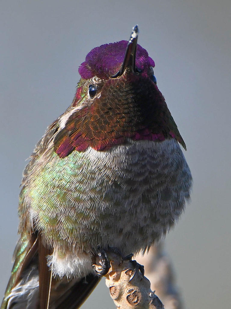 Hummer16.jpg