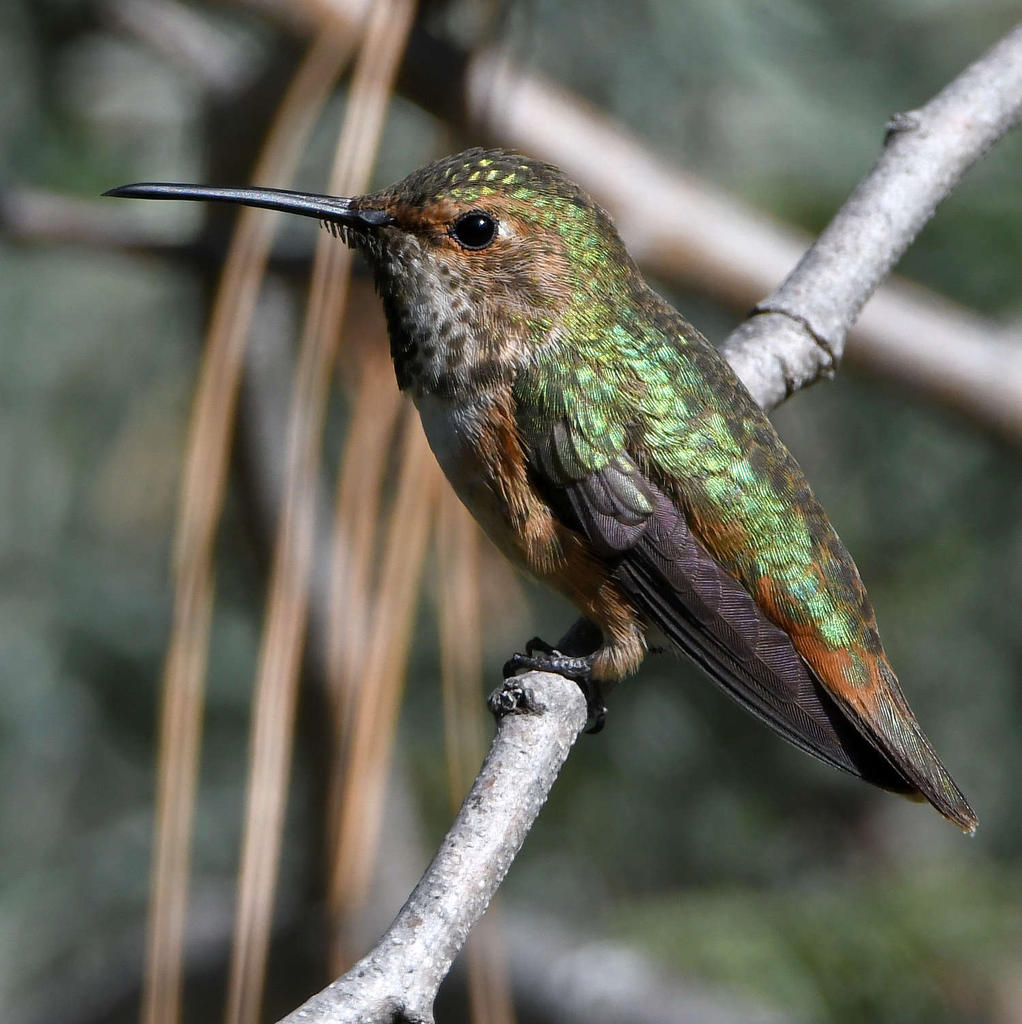 Hummer16.jpg