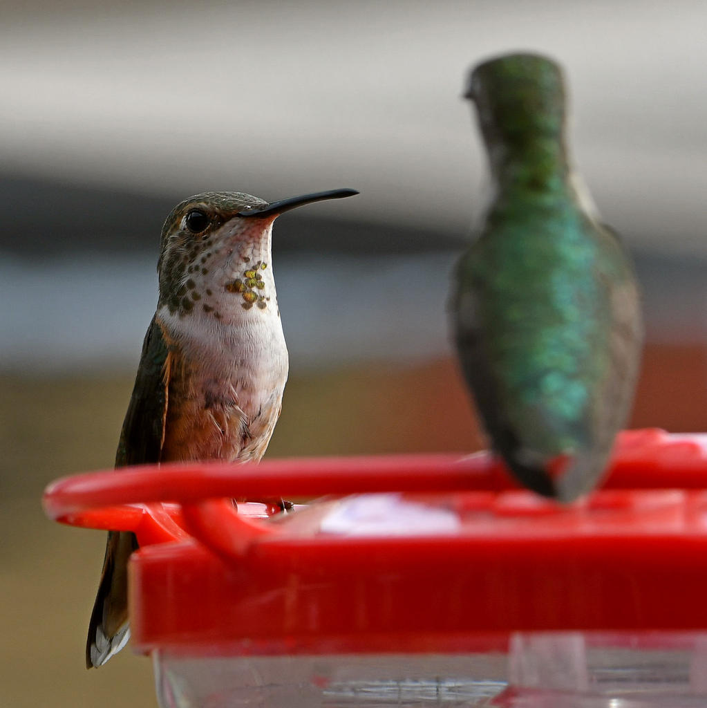 Hummer16.jpg