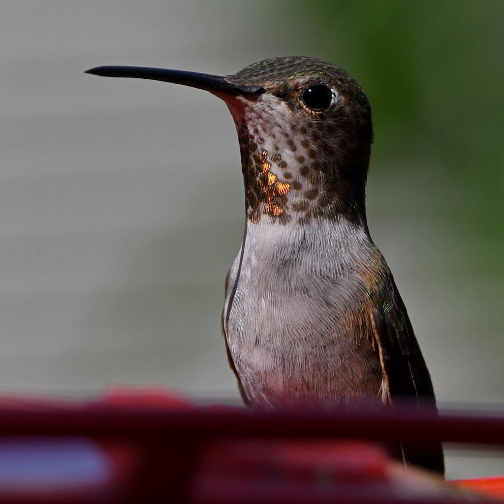 Hummer16.jpg