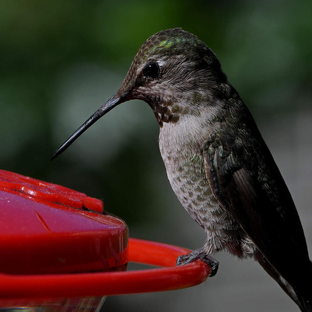 Hummer16.jpg