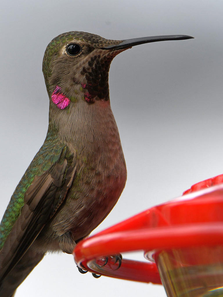 Hummer16.jpg