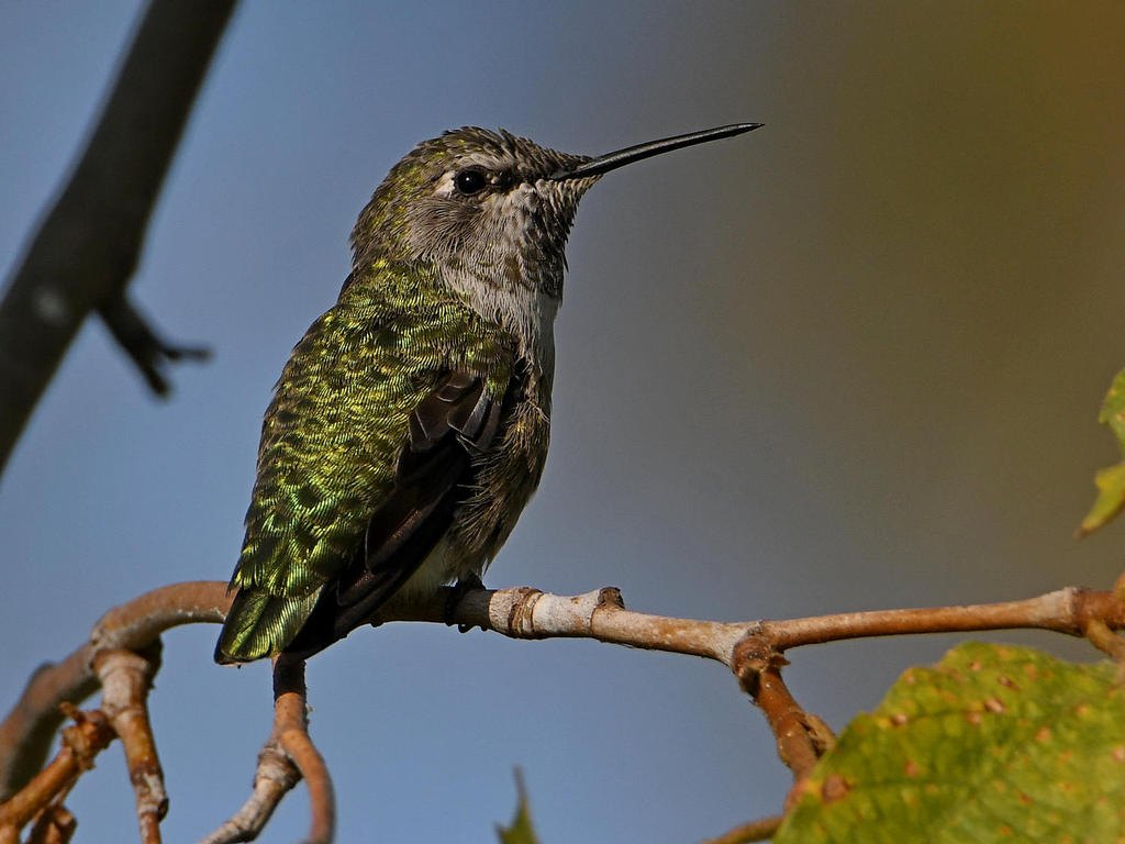 Hummer16.jpg
