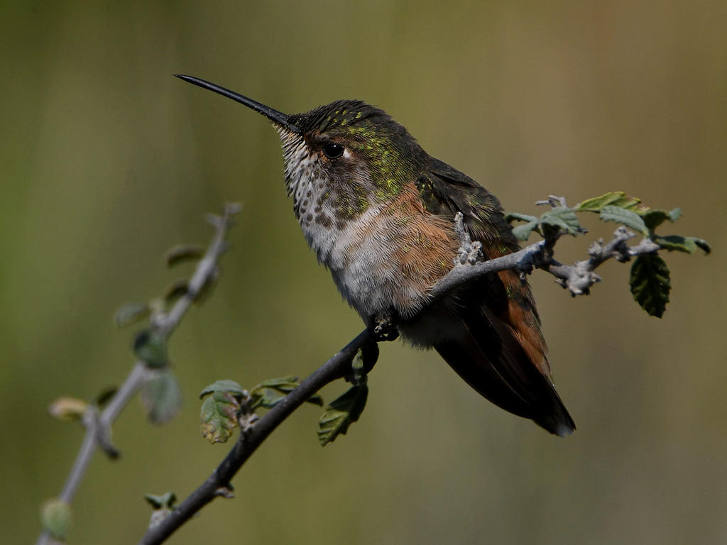 Hummer16.jpg