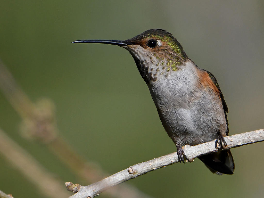 Hummer16.jpg