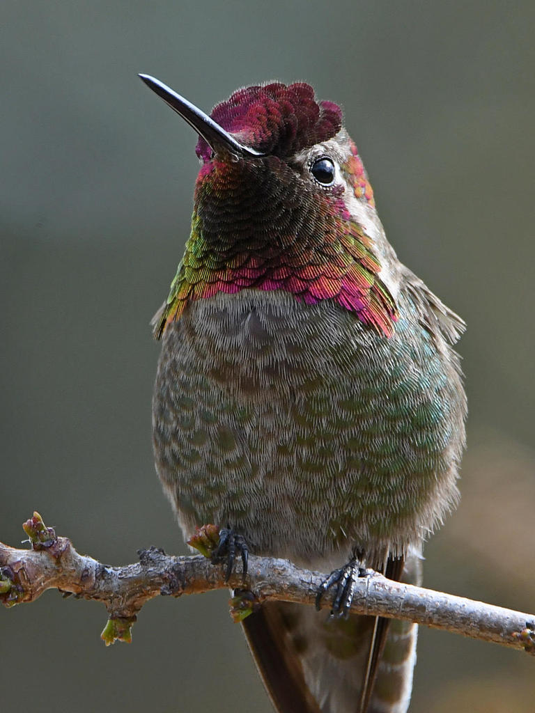 Hummer16.jpg