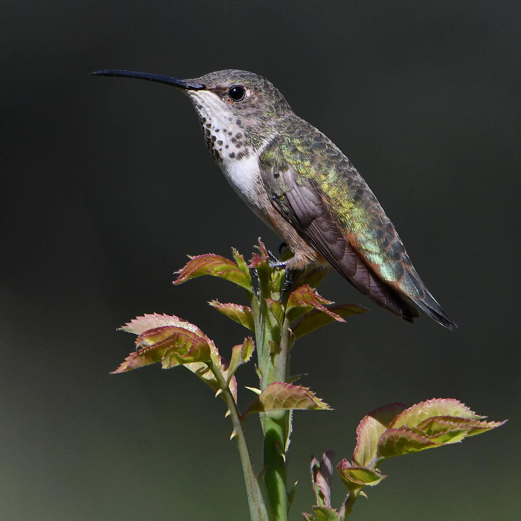Hummer16.jpg