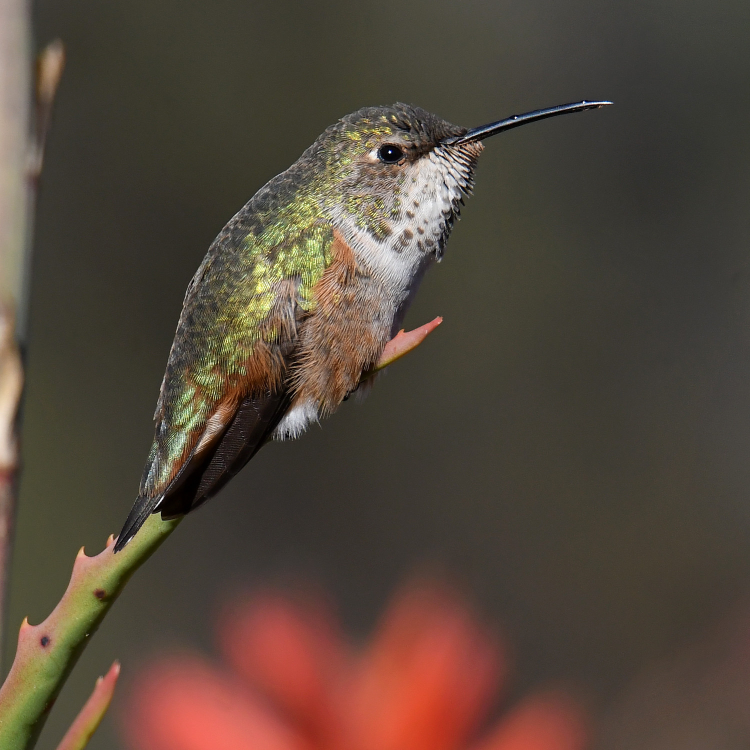 Hummer16.jpg