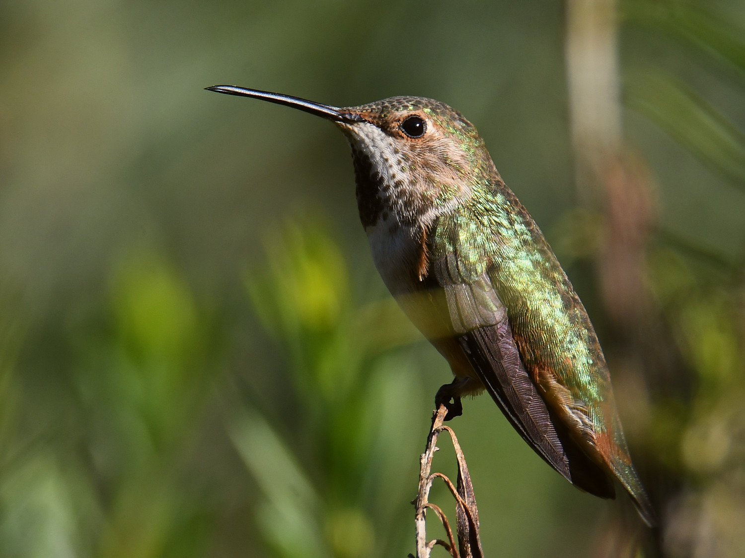 Hummer16.jpg