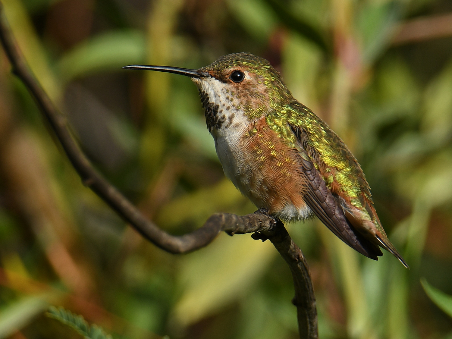 Hummer16.jpg