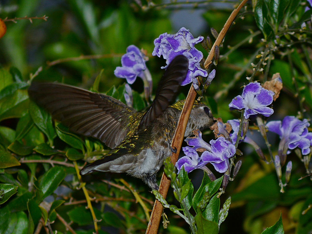 Hummer16.jpg