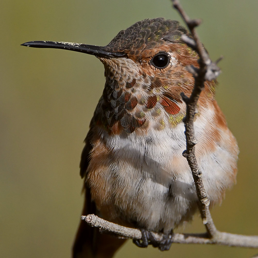 Hummer16_2019_06_21.jpg