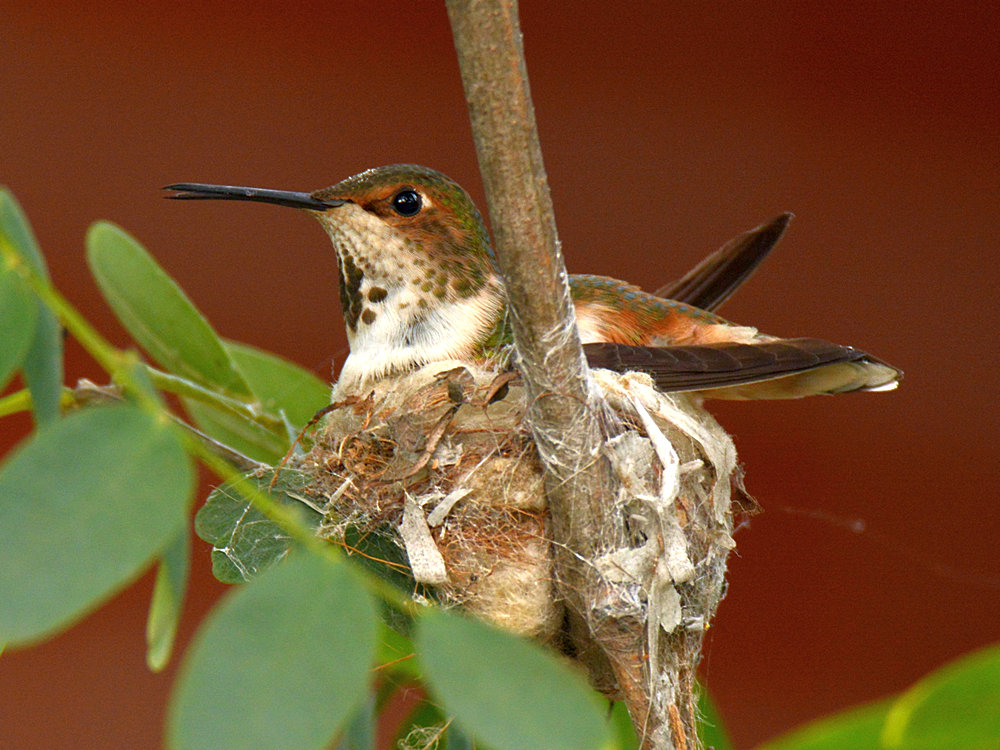 Hummer17.jpg