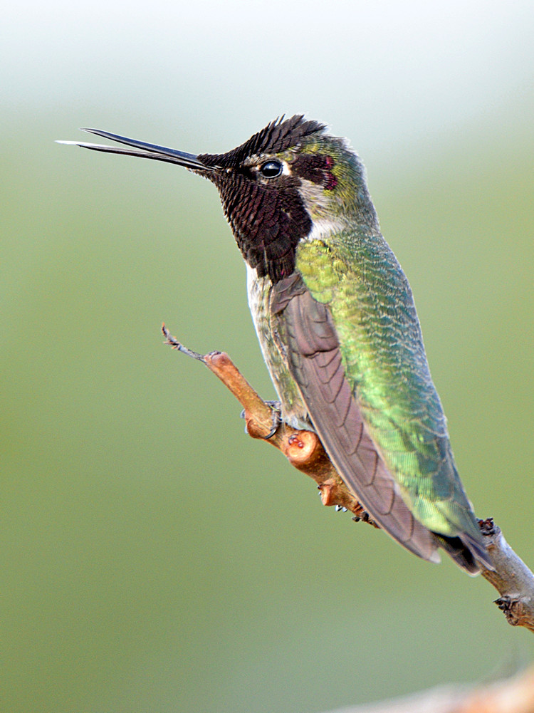Hummer17.jpg