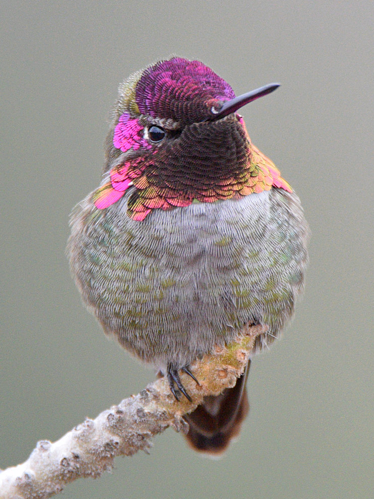 Hummer17.jpg