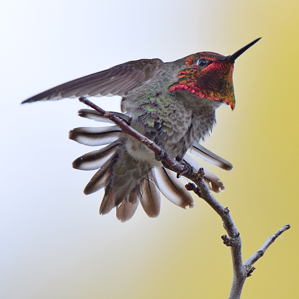 Hummer17.jpg